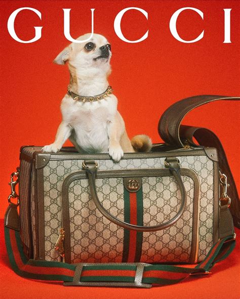 are gucci bags made from animals|Gucci dog shoes.